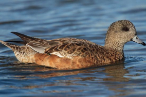 Sviyaz duck Sviyaz duck